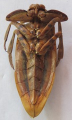 Lethocerus annulipes