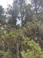 Pinus contorta contorta