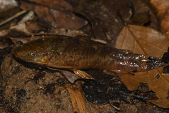 Callichthyidae