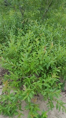 Salix eriocephala