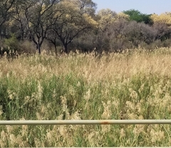 Phragmites mauritianus