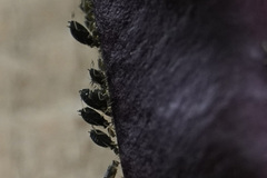 Aphis fabae