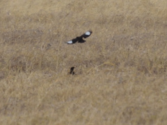 Myrmecocichla aethiops