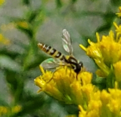 Sphaerophoria contigua