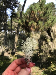Cladonia portentosa
