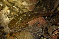 Callichthyidae