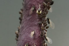 Aphis fabae