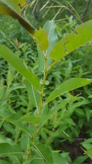 Salix eriocephala
