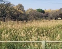 Phragmites mauritianus