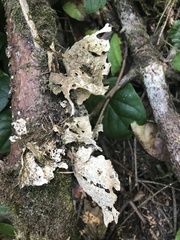 Lobaria pulmonaria
