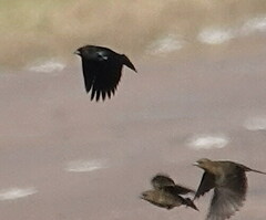 Chrysomus ruficapillus