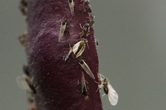 Aphis fabae