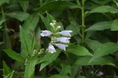 Physostegia