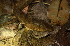Callichthyidae