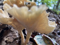 Craterellus tubaeformis