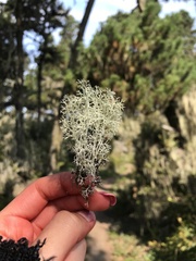 Cladonia portentosa