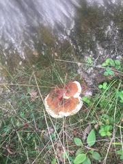 Hydnellum aurantiacum