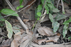 Anolis planiceps