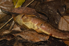 Callichthyidae