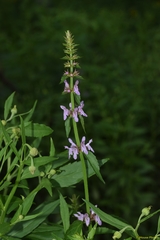 Stachys tenuifolia