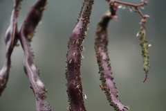 Aphis fabae