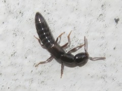 Xantholinus