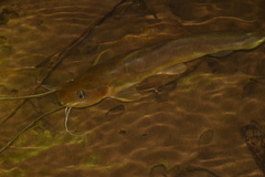 Siluriformes