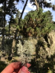 Cladonia portentosa