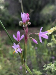 Olsynium scirpoideum