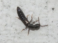 Xantholinus