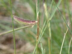 Bouteloua gracilis