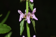 Stachys tenuifolia