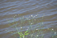 Symphyotrichum subulatum