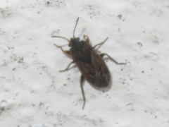 Trapezonotus arenarius