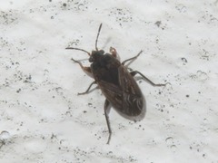 Trapezonotus arenarius