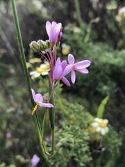 Olsynium scirpoideum