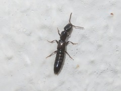 Xantholinus longiventris