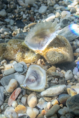 Ostreidae