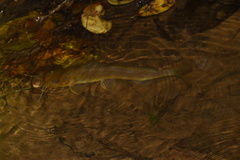 Siluriformes