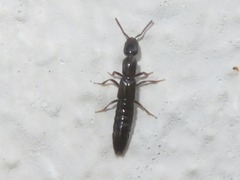 Xantholinus longiventris
