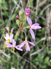 Olsynium scirpoideum