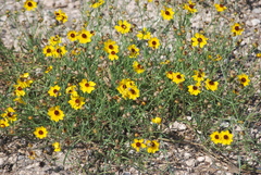 Coreopsis tinctoria
