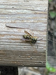 Vespula squamosa