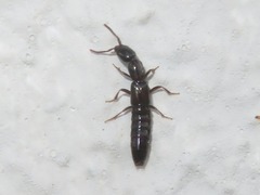 Xantholinus longiventris
