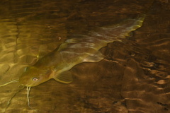 Siluriformes