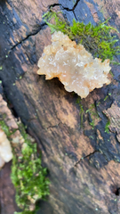 Ductifera pululahuana