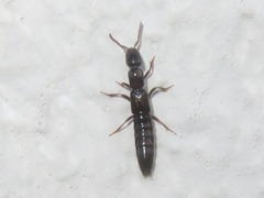 Xantholinus longiventris
