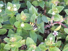 Dielis trifasciata