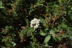 Spiraea betulifolia
