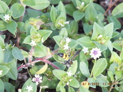 Dielis trifasciata